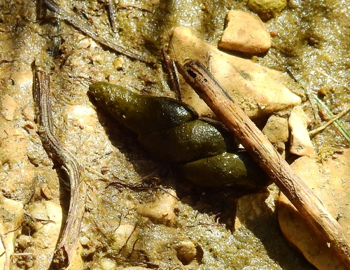 Southwestern Water Vole, photo 2 of 7