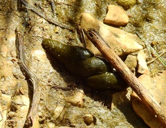 Southwestern Water Vole photo 2
