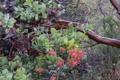 Arctostaphylos refugioensis