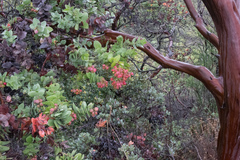 Arctostaphylos refugioensis