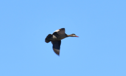 iNaturalist: (c) Ryan Tippett, some rights reserved (CC BY-NC), uploaded by Ryan Tippett iNaturalist image