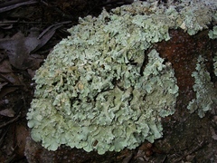 Flavoparmelia haysomii