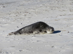 Pagophilus groenlandicus