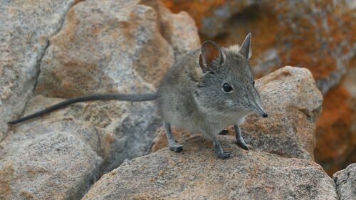 Cape Elephant Shrew