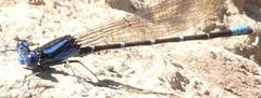 Argia sedula