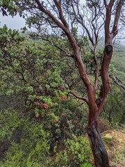 Arctostaphylos refugioensis