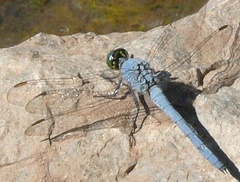 Erythemis simplicicollis