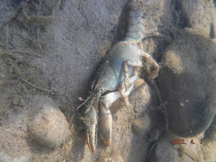 Lacunicambarus polychromatus