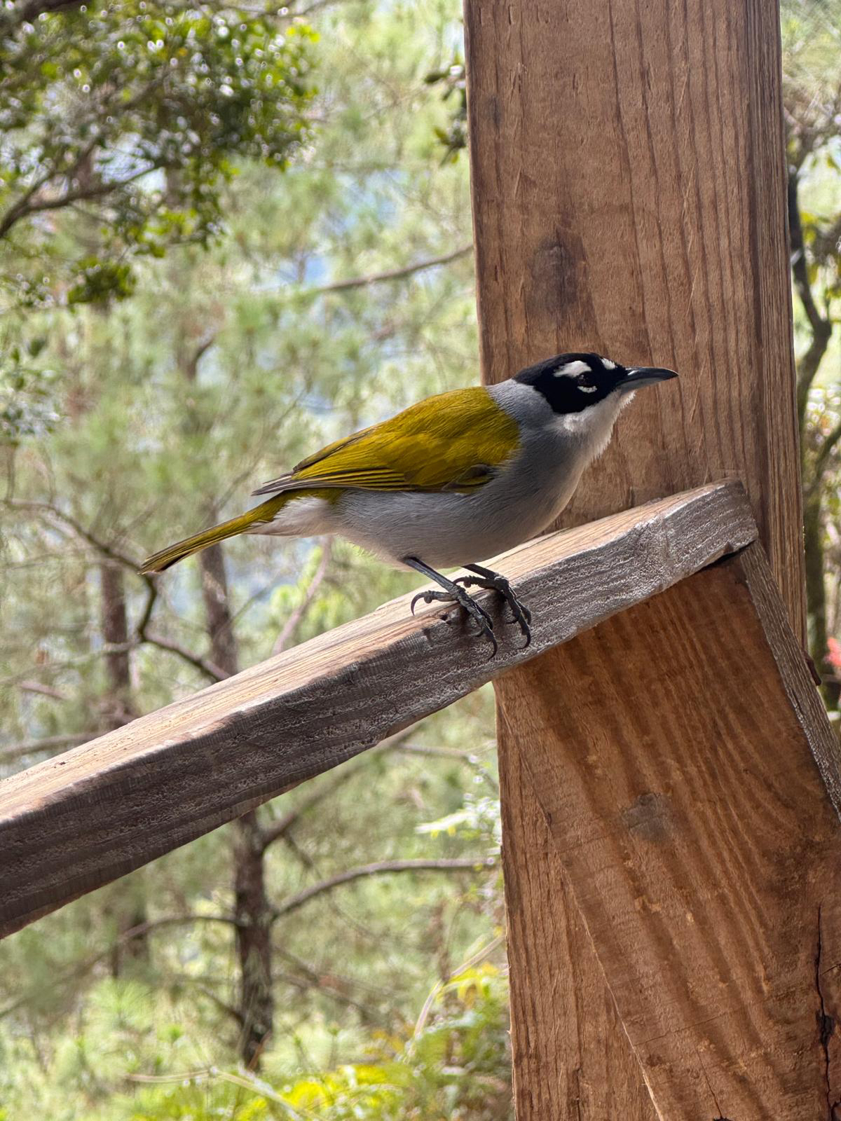 Black-crowned Palm-tanager (Phaenicophilus palmarum), photo 5