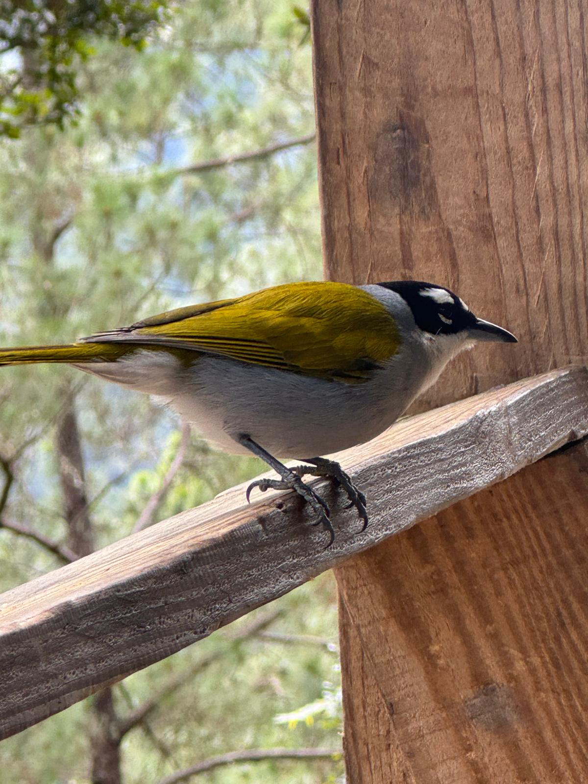Black-crowned Palm-tanager (Phaenicophilus palmarum), photo 6