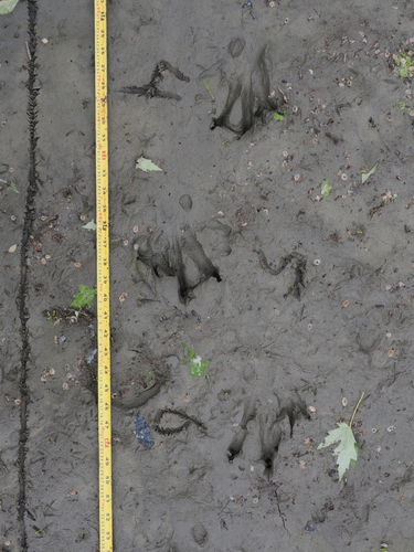 animal observation 2