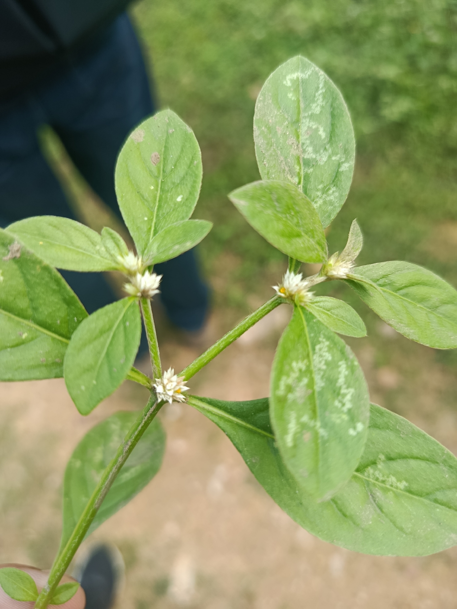 Alternanthera ficoidea