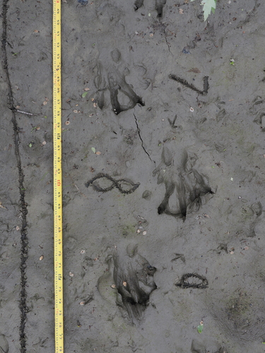 animal observation 3
