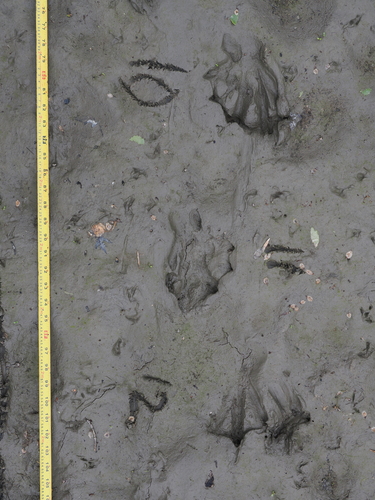 animal observation 4