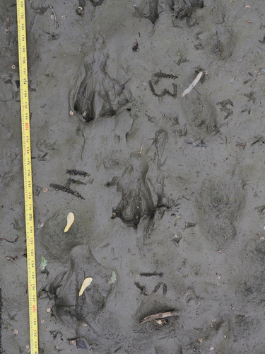 animal observation 5
