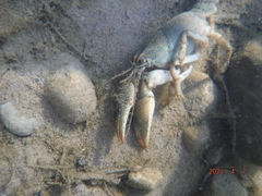 Lacunicambarus polychromatus