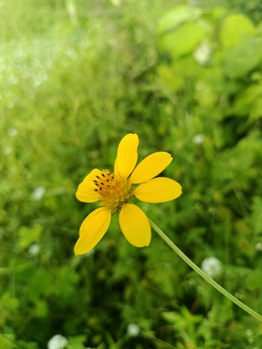 Melanthera latifolia