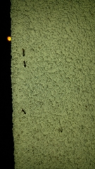 Crematogaster scutellaris