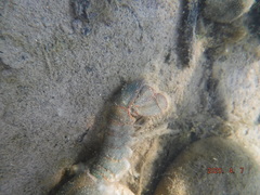 Lacunicambarus polychromatus