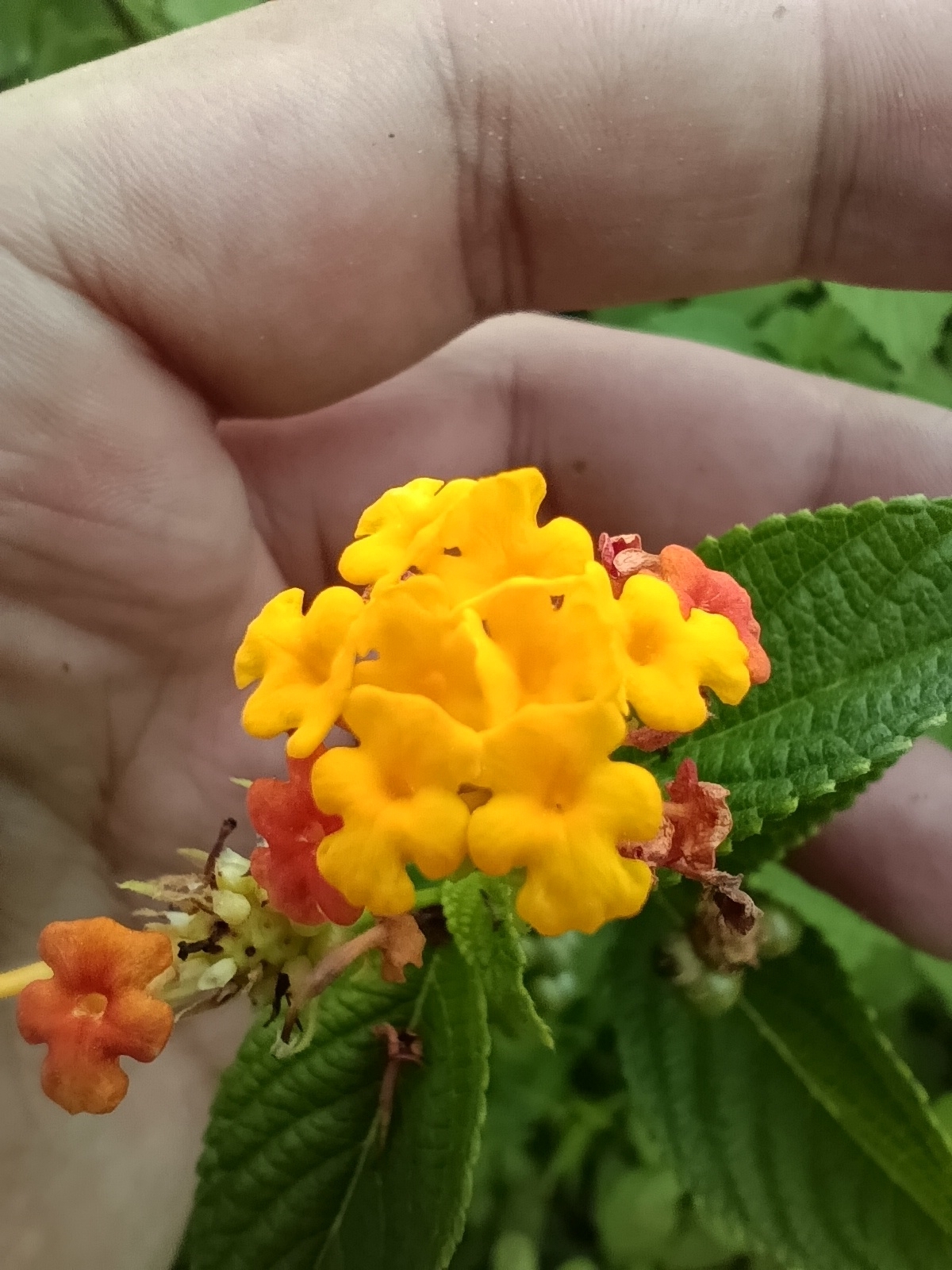 Lantana camara