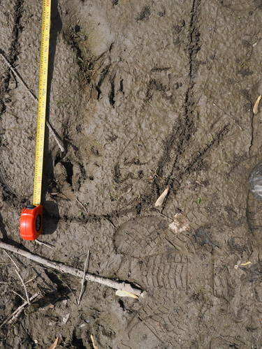 animal observation 5