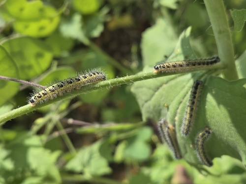 Pieris brassicae
