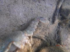 Lacunicambarus polychromatus