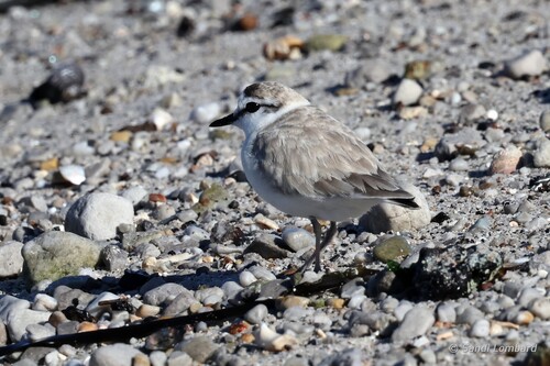 iNaturalist: (c) sandilombard, some rights reserved (CC BY-NC), uploaded by sandilombard iNaturalist image