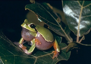 Pine barrens tree frog photographed in North Carolina