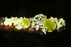 Austroparmelina pseudorelicina