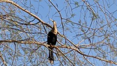 Anhinga anhinga