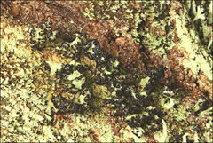Cladia schizopora