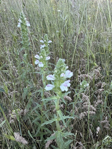 Mediterranean lineseed