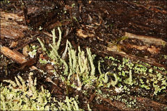 Cladonia rigida