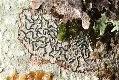 Halegrapha mucronata