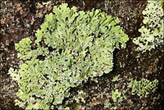 Heterodermia hypocaesia