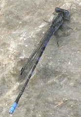 Argia immunda