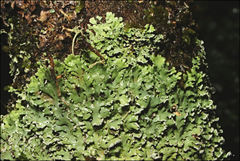 Heterodermia hypocaesia