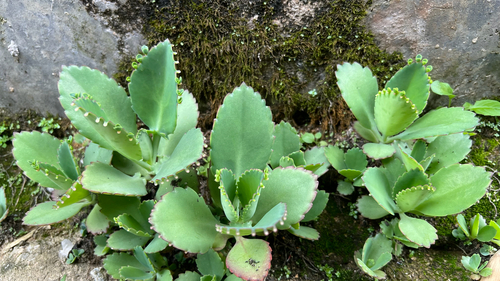 Mother of Thousands