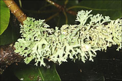 Hypogymnia subphysodes