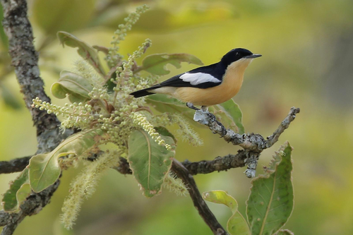 Yellow-bellied Hyliota