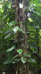 Philodendron consanguineum