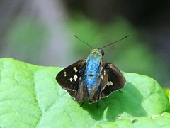 Niconiades incomptus