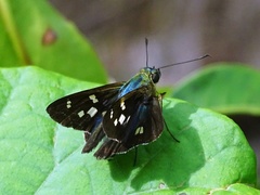 Niconiades incomptus