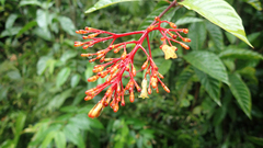Palicourea croceoides