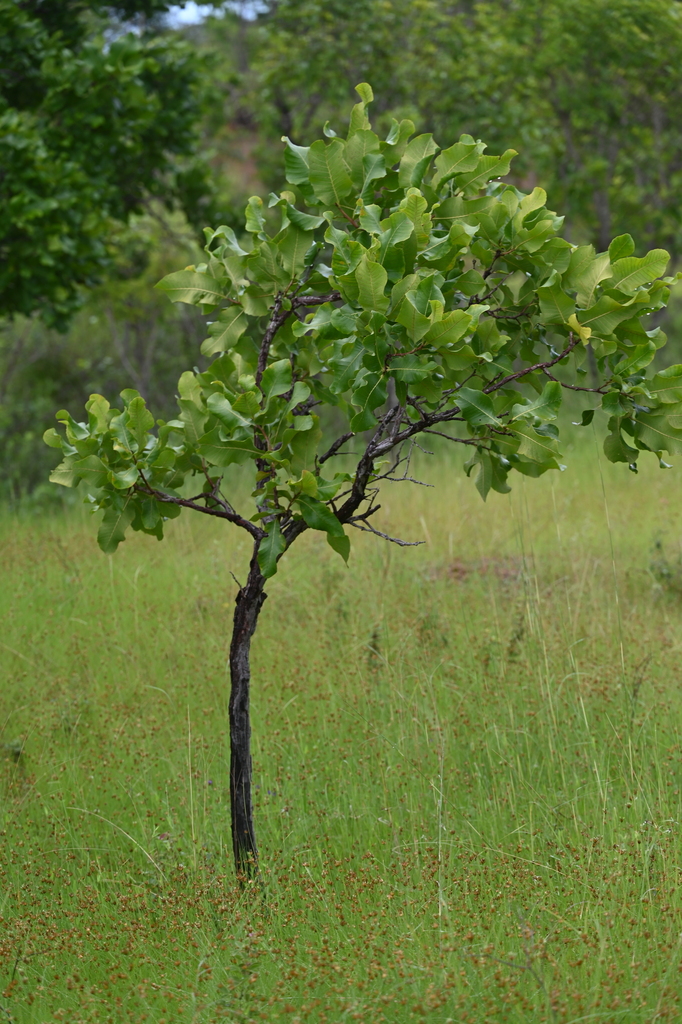 Sandpapper Tree Sandpaper tree from Caxias - Maranhão, Brésil on April 13, 2026 at 12: ...