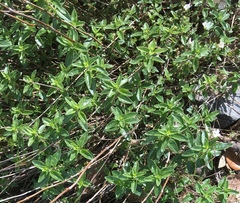 Heimia salicifolia