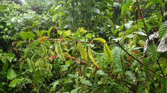 Palicourea croceoides