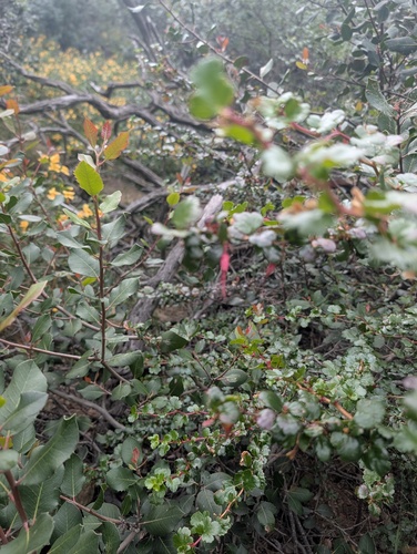 Ribes speciosum, photograph 5