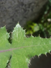 Magnoliopsida
